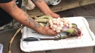 How to Catch kill and Clean a Florida Green Iguana for Survival Food!!