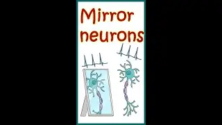 Mirror Neurons | What are mirror neurons and why are they important?