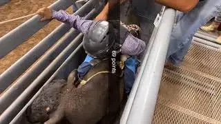 First time in mini bulls