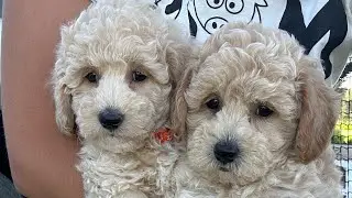 Giselles poochon puppies playing! Bichpoo, bichon poodle puppies 