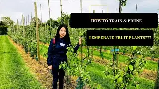 How toTrain and Prune Temperate Fruit Trees?ll A complete step-by-step guide