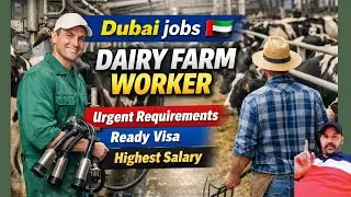 Dubai jobs Vaccancy today 🇦🇪 | DAIRY FARMWORKER | Top Urgent Hiring | Ready Visa jobs | Uae Jobs 🇦🇪 