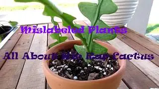 Mislabeled Plants - All About Ric Rac Cactus - Cacti