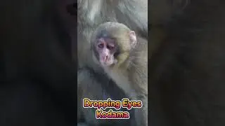 Dropping Eyes Kodama  20240210 #monkey #赤ちゃん  #shorts