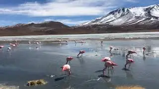 Flamants rose au Salar d&rsquo;uyuni