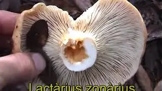 Lactarius zonarius