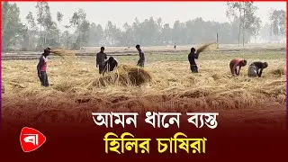 হিলিতে আমন ধান নিয়ে ব্যস্ত চাষিরা | Hili | Dinajpur | Aman Rice Procurement