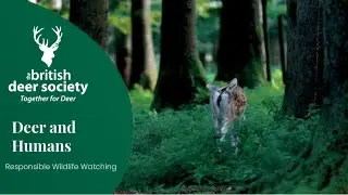 Deer and Humans: Responsible Wildlife Watching