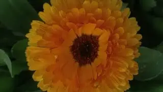 🔴Baishakhi Reel is live! তোমাকে চাই 🌻🩷