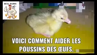 Voici comment aider le poussin a sortire de l'oeuf