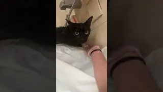 BluClovvr gives his cat a bath on live 💀