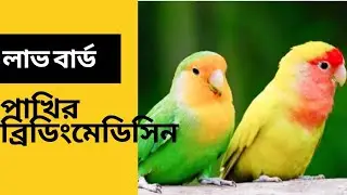 Love birds.love birds breeding medicine.love birds breeding tips.#birdshelptips
