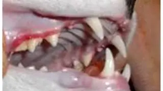 Feline Dental Health Part 1 - ACFA 2011 - Dr. Amy Hanson