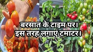 GROW TOMATOES FROM SEEDs AT HOME. टमाटर बीज से उगाएं. How to Grow tomato . Tomato plant #viralvideo
