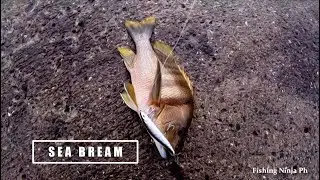 Sea bream and Coral Grouper on a Gloomy day | Rock Fishing | Iligan Bay | Good Fishing spot 2020