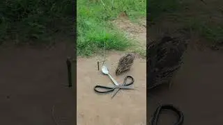 Best creative diy quail trap technique with unique ideas #shortvideo #youtubeshorts #youtube