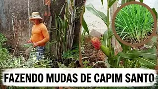 Fazendo mudas de capim santo + mostrando a #horta #plantas #pets @receitasfaceismeusertao 