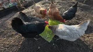 Kiełki ze zboża dla kur – tanio, zdrowo i prosto 🐔🌱