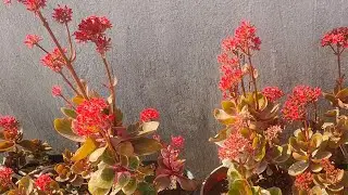 how to grow your plants 🪴 Home 🏠 Gardening tips winter flowers #live#plant#garden#tips