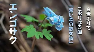 エンゴサク 青い森の散文詩　山野草　虹色のエンゴサク