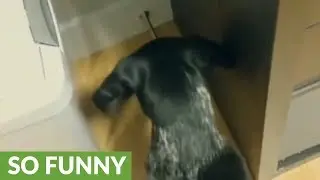 Dog defends household from evil doorstop