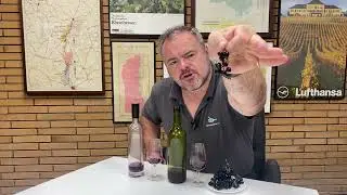 Tasting Bridge Pa Syrah Grapes, Juice and Ferment