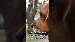 They Can See Colors