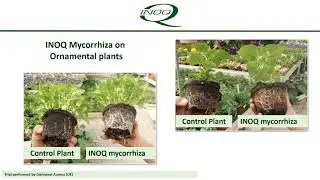 Innovation and Quality - INOQ Mycorrhiza trials evidence