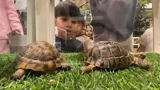 Kuwait academy brings children closer to animals