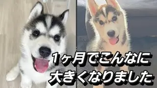 3ヶ月を迎えたシベリアンハスキーのスノー君です。2ヶ月から3ヶ月で体重は倍になりました！