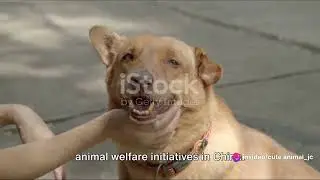 Paws and Principles: China's Animal Welfare Initiatives