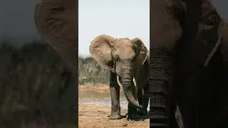 The Majestic African Elephant # Conservation #WildlifeProtection #ElephantFacts #SaveTheElephants