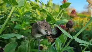 Northern birch mouse (Sicista betulina)