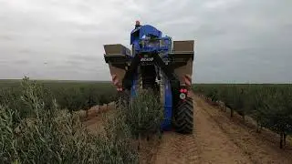 Olive harvester machine New Holland  Braud 9090 X