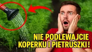 Nie podlewajcie koperku i pietruszki! 99% ludzi niszczy plony tym jednym błędem.