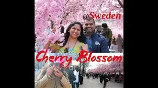 Cherry Blossom വസന്തം  | Sakura festival | Sweden| Ramya Shameer | Vlog 7