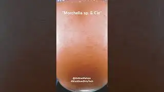 Culture Liquide de Morchella sp. par J&eacute;r&ocirc;me Legros, Mycologue chercheur &agrave; Saint-Bonnet-le-Froid
