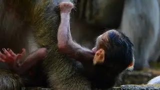 Congrats-Monkey Momma Brianna Gave Save Birth to a Cute Girl Name Briar