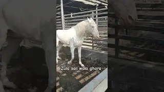 Zula sail Wala ghora in Tm farm | Pakistani best breeder horse | horse vedio | nukra ghora #pakistan