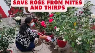 Application of pesticides for control mites and thirps