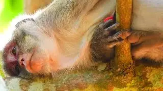 Monkey Jane So Tired &  Very Hurt, Cos Of Baby In Belly Jane Family Monkey!