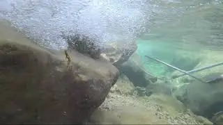 P&Ecirc;CHE &Eacute;LECTRIQUE, ce qu'il se passe sous l'eau !
