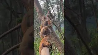 What Kind of Pose Is That?#Monkey #FunnyAnimals #WildlifeBehavior #AnimalWorld