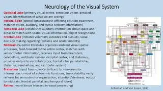 Concussion and the Vision Connection: The Role of Optometry in Post-Concussion Care