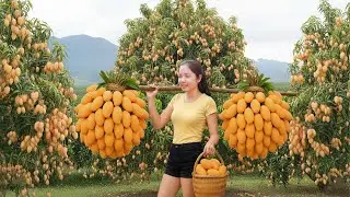 Harvest Mangoes from the Farm and Sell Them at the Village Market