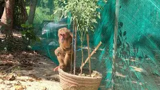 Monkey Ni is in her grandfather's garden.