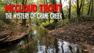 Crane Creek Mystery | Fly Fishing for McCloud Trout