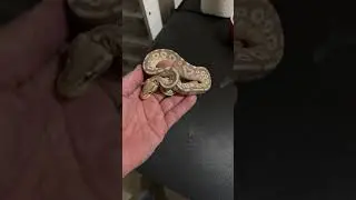 Baby pastel black head banana mojave ball python