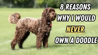 8 Reasons why I would NEVER own a labradoodle, doodle, cavoodle or other poodle cross