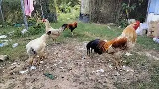 Many chickens are gathering to eat